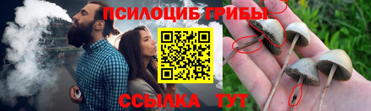 Псилоцибиновые грибы GOLDEN TEACHER Баксан